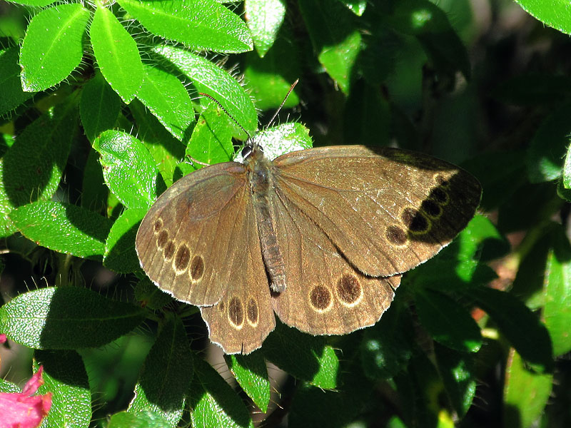 Lopinga achine, Nymphalidae Satyrinae